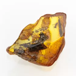 Insect inclusions in Baltic amber fossil large stone