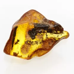 Insect inclusions in Baltic amber fossil large stone