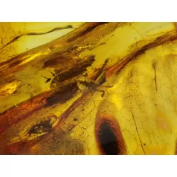 Insect inclusions in Baltic amber fossil large stone