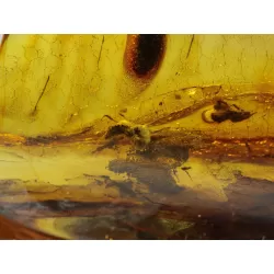 Insect inclusions in Baltic amber fossil large stone