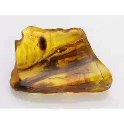 Insect inclusions in Baltic amber fossil large stone