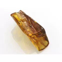 Insect inclusions in Baltic amber fossil large stone