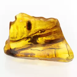 Insect inclusions in Baltic amber fossil large stone
