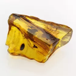 Insect inclusions in Baltic amber fossil large stone