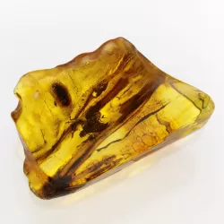 Insect inclusions in Baltic amber fossil large stone