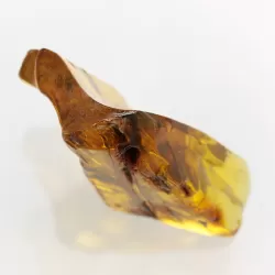 Insect inclusions in Baltic amber fossil large stone