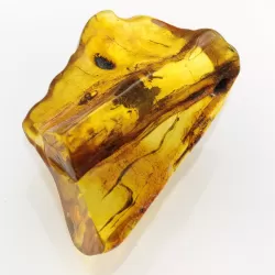 Insect inclusions in Baltic amber fossil large stone