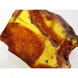 Insect inclusions in Baltic amber fossil large stone