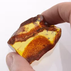 Insect inclusions in Baltic amber fossil large stone