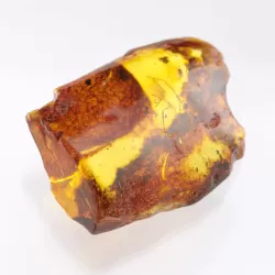 Insect inclusions in Baltic amber fossil large stone