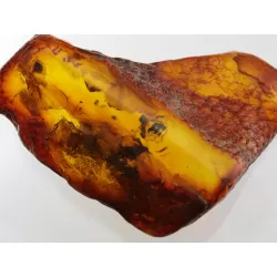 Insect inclusions in Baltic amber fossil large stone