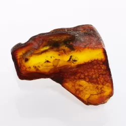 Insect inclusions in Baltic amber fossil large stone