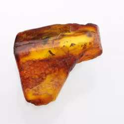 Insect inclusions in Baltic amber fossil large stone