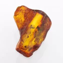 Insect inclusions in Baltic amber fossil large stone