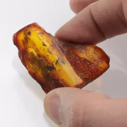 Insect inclusions in Baltic amber fossil large stone