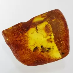 Insect inclusions in Baltic amber fossil large stone