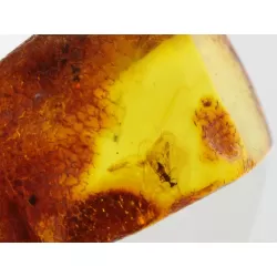 Insect inclusions in Baltic amber fossil large stone