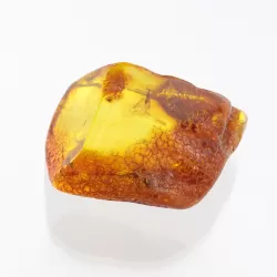 Insect inclusions in Baltic amber fossil large stone