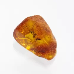Insect inclusions in Baltic amber fossil large stone