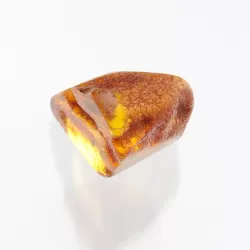 Insect inclusions in Baltic amber fossil large stone