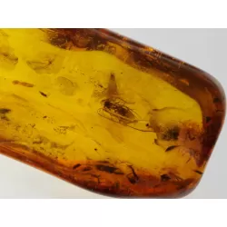 Insect inclusions in Baltic amber fossil large stone