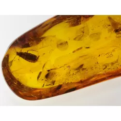 Insect inclusions in Baltic amber fossil large stone