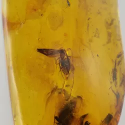 Insect inclusions in Baltic amber fossil large stone