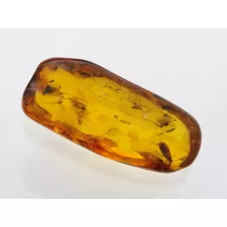 Insect inclusions in Baltic amber fossil large stone