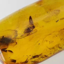 Insect inclusions in Baltic amber fossil large stone