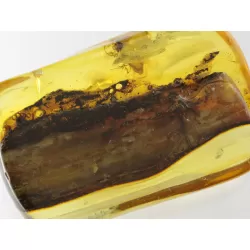 Insect inclusions in Baltic amber fossil stone