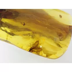 Insect inclusions in Baltic amber fossil stone