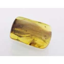 Insect inclusions in Baltic amber fossil stone