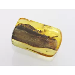 Insect inclusions in Baltic amber fossil stone