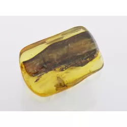 Insect inclusions in Baltic amber fossil stone