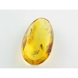 Cicada Insect inclusions in Baltic amber fossil stone