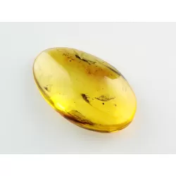 Cicada Insect inclusions in Baltic amber fossil stone