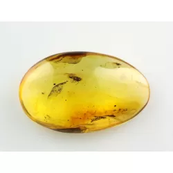 Cicada Insect inclusions in Baltic amber fossil stone