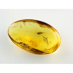 Cicada Insect inclusions in Baltic amber fossil stone
