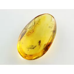 Cicada Insect inclusions in Baltic amber fossil stone