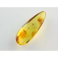 Gnat Insect inclusions in Baltic amber fossil stone