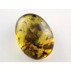 Fly Insect inclusions in Baltic amber fossil stone