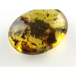 Fly Insect inclusions in Baltic amber fossil stone