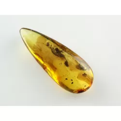 Fly Insect inclusions in Baltic amber fossil stone