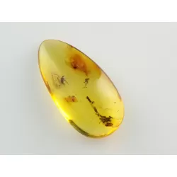Fly Insect inclusions in Baltic amber fossil stone