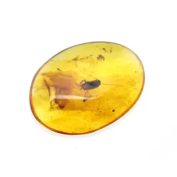 Cockroach Insect inclusions in Baltic amber fossil stone