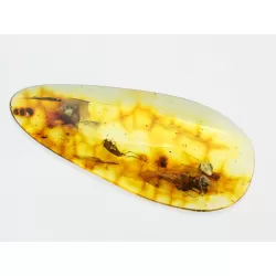 Large Gnat Insect inclusions in Baltic amber fossil stone