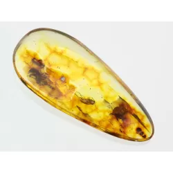 Large Gnat Insect inclusions in Baltic amber fossil stone