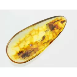 Large Gnat Insect inclusions in Baltic amber fossil stone