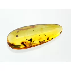 Flower Insect inclusions in Baltic amber fossil stone