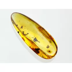 Flower Insect inclusions in Baltic amber fossil stone